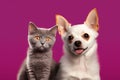 Chihuahua puppy and British Shorthair kitten sit on a purple background, looking at the camera