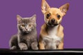 Chihuahua puppy and British Shorthair kitten sit on a purple background, looking at the camera