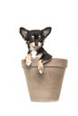 Chihuahua puppy in a brown flower pot
