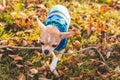 Chihuahua puppy carrying a stick outside Royalty Free Stock Photo