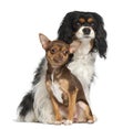 Chihuahua puppy and Cavalier King Charles spaniel Royalty Free Stock Photo