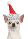 Chihuahua puppy in Christmas red hat