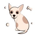 A Chihuahua puppy dog. It is flat design