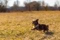 Chihuahua puppy playing outside with a yellow ball