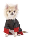 Chihuahua puppy dressed in bright jumpsuit Royalty Free Stock Photo