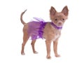 Chihuahua puppy dressed like ballerina Royalty Free Stock Photo