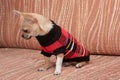 Chihuahua puppy dressed with pullover sitting on sofa Royalty Free Stock Photo