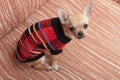 Chihuahua puppy dressed with pullover sitting on sofa Royalty Free Stock Photo