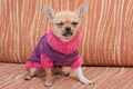 Chihuahua puppy dressed with pullover sitting on sofa Royalty Free Stock Photo