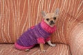 Chihuahua puppy dressed with pullover sitting on sofa Royalty Free Stock Photo