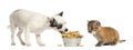 Chihuahua puppy eating from a bowl and Asian golden cat