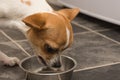 Chihuahua puppy eating dog food from a silver dog bowl in the kitchen Royalty Free Stock Photo