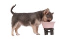 Chihuahua puppy eating from pink bowl