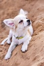 Chihuahua puppy enjoying from sunbathing Royalty Free Stock Photo