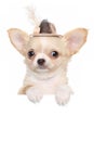 Chihuahua puppy in a fashionable hat