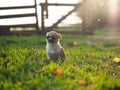 Dog puppy for the first walk