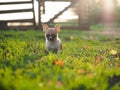 Dog puppy for the first walk