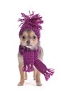 Chihuahua puppy funnily Dressed for Cold Weather