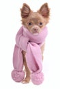 Chihuahua puppy with glamorous pink scarf