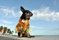 Chihuahua Puppy In Hawaiian Shirt Royalty Free Stock Photo