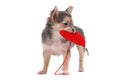Chihuahua puppy holding red heart