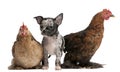 Chihuahua puppy interacting with a hens Royalty Free Stock Photo