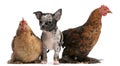 Chihuahua puppy interacting with a hens