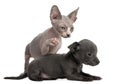 Chihuahua puppy interacting witha Sphynx kitten