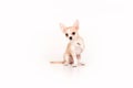 Chihuahua puppy isolated on white background