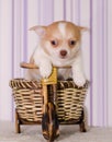 Chihuahua puppy in a knitted striped hat on a bicycle Royalty Free Stock Photo