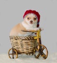 Chihuahua puppy in a knitted striped hat on a bicycle Royalty Free Stock Photo