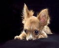 Chihuahua puppy with large eyes and ears portrait