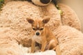 Chihuahua Puppy on Large Teddy Bear, Looking Down Royalty Free Stock Photo