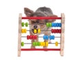 Chihuahua puppy is learning to count with Abacus