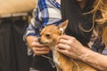 Chihuahua puppy listening to music Royalty Free Stock Photo