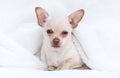 puppy looks on a white fluffy blanket