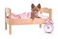 Chihuahua puppy lying in a bed with alarm-clock