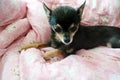 Chihuahua Puppy Lying Down On Bed Thinking Seriously