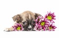 Chihuahua puppy lying down with colorful flowers Royalty Free Stock Photo