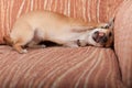 Chihuahua puppy lying on sofa, 4 months old female Royalty Free Stock Photo