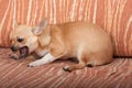 Chihuahua puppy lying on sofa, 4 months old female Royalty Free Stock Photo