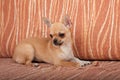 Chihuahua puppy lying on sofa, 4 months old female Royalty Free Stock Photo