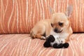 Chihuahua puppy lying on sofa, 4 months old female Royalty Free Stock Photo