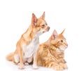 Chihuahua puppy and maine coon cat looking away. isolated on white Royalty Free Stock Photo