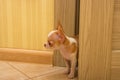 Chihuahua puppy mini