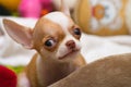 Chihuahua puppy mini