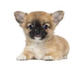 Chihuahua Puppy, 2 months old, lying and facing Royalty Free Stock Photo