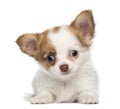 Chihuahua Puppy, 2 months old, lying Royalty Free Stock Photo