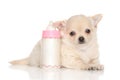 Chihuahua puppy near baby bottle Royalty Free Stock Photo