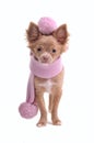 Chihuahua puppy with pink scarf and beret Royalty Free Stock Photo